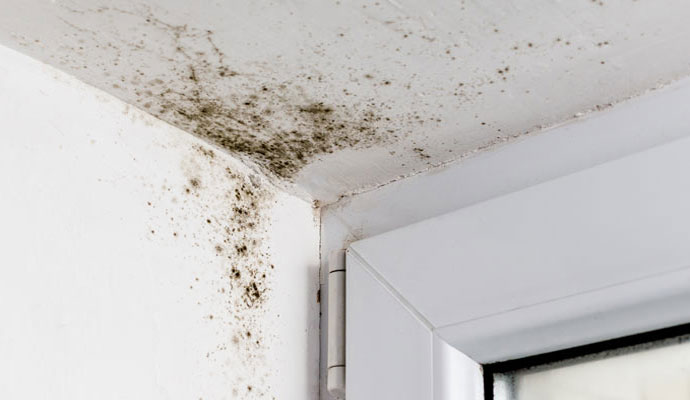 mold in room
