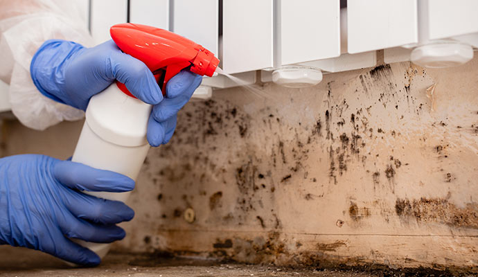black mold cleaning in Holland