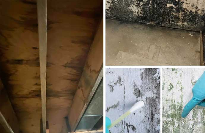 Detection and removal service for black mold.