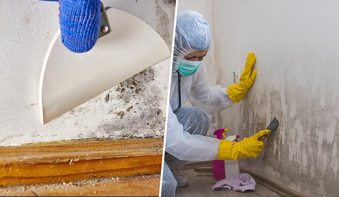 cleaning mold professionally