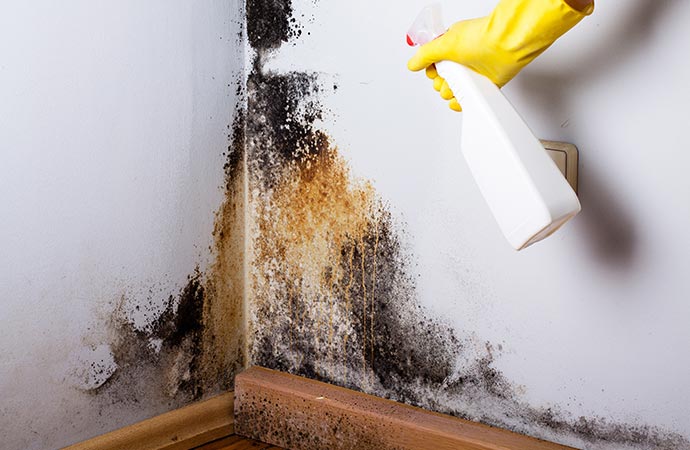 black mold in the corner of room wall structural mold removal