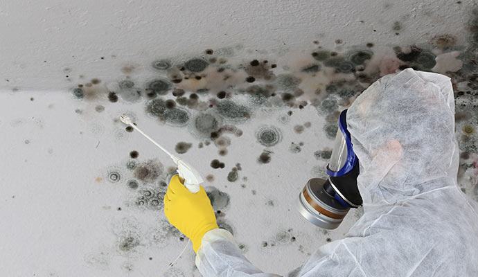Professional worker remediating mold maintaining health safety