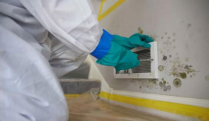 Professional mold remediation service