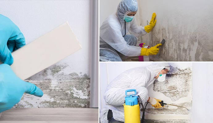 mold inspection and removal