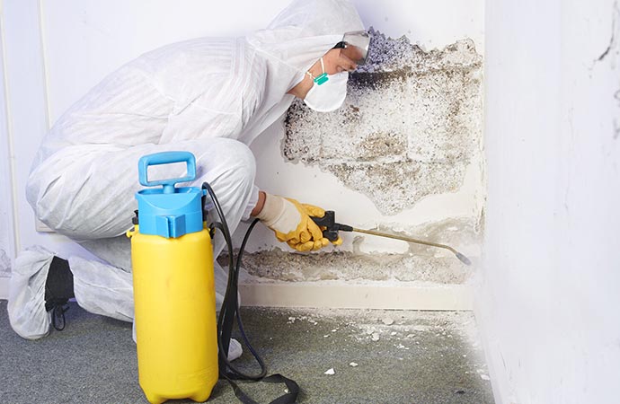 Professional mold removal service for government