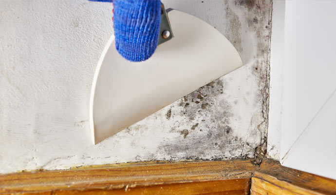 removing mold from wall in Kalamazoo