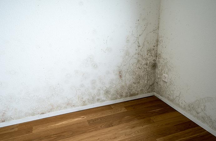 Mold cleanup services