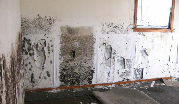 Mold effected wall damage