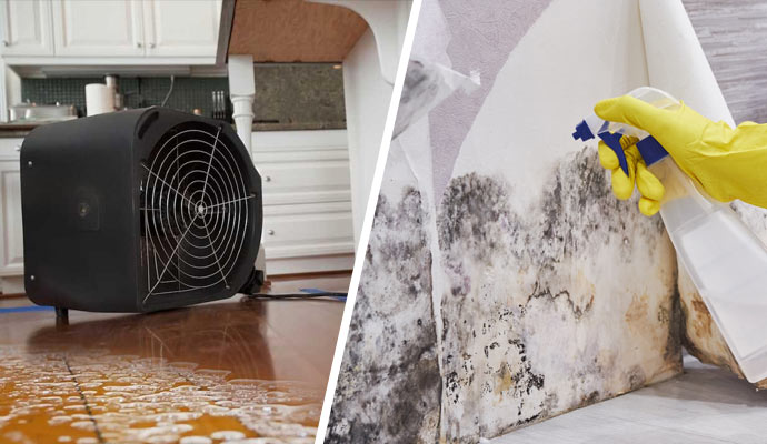 mold remediation with equipment