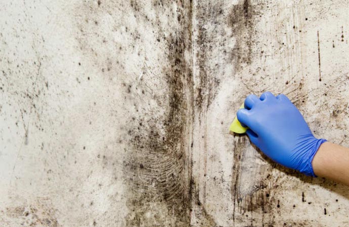 worker wear gloves black mold remediation