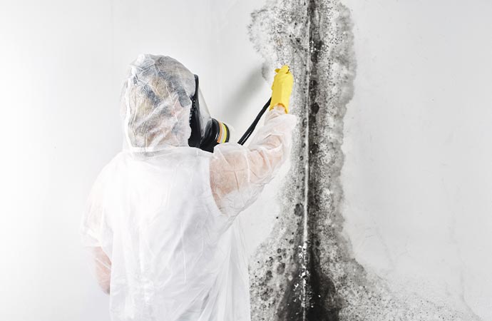 Professional mold remediation service