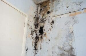 water-damage-mold-growth