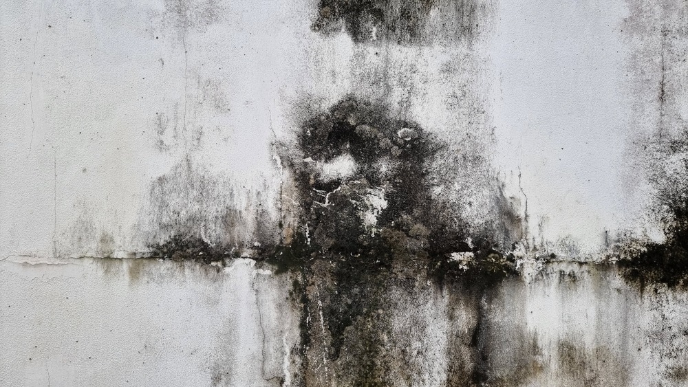 Camelot Emergency Water Removal - Camelot Emergency Water Removal Mold-on-the-wall
